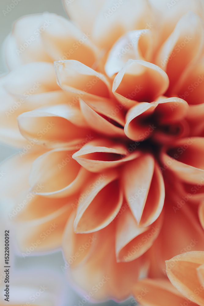 Soft orange flower petals unfold delicately, showcasing their unique textures and shapes. Soft orange flower petals unfold delicately, showcasing their unique textures and shapes.