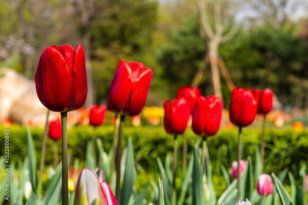 Fototapeta premium various tulips in the garden