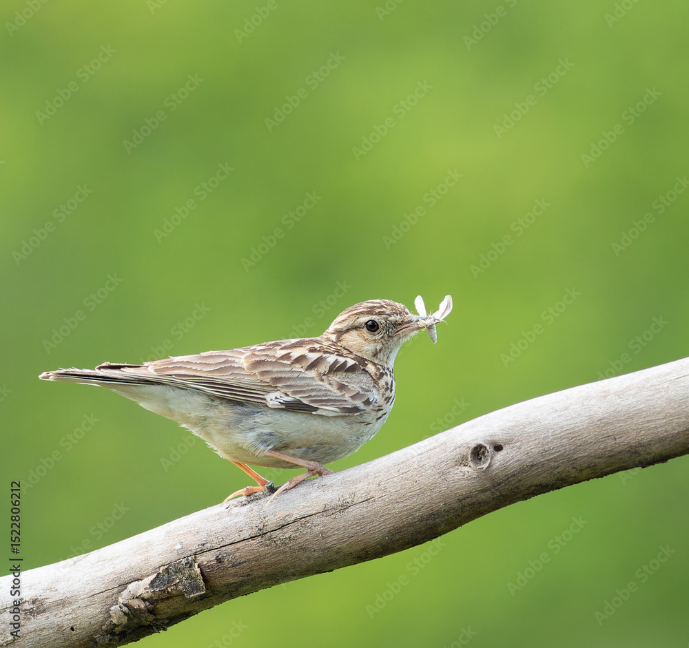 Fototapeta premium Woodlark, Lullula arborea. A bird sitting on a branch with prey, beautiful background
