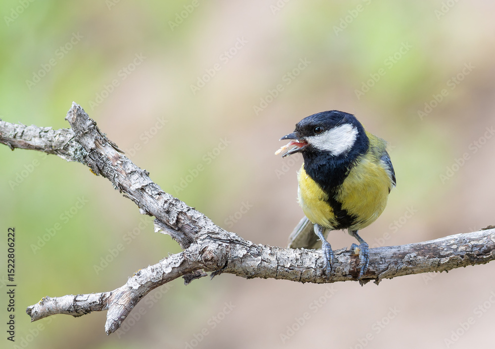 Fototapeta premium Great tit, Parus major. A bird sits on a beautiful branch with prey in its beak