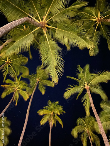 Palm Tree Night Low Angle View