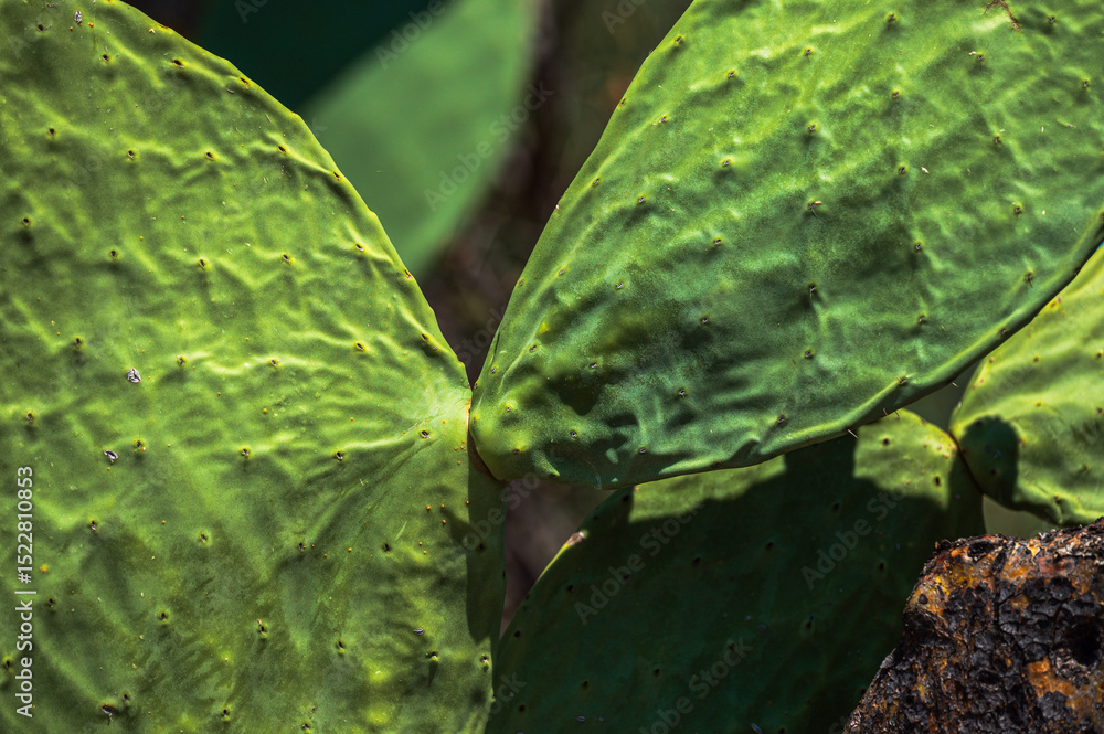 Fototapeta premium close up of the prickly pear leaves during the summer season, Val d'Agri, Basilicata