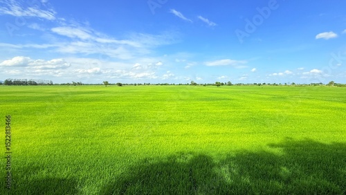 Green field of rice plant and blue sky. Summer in Thailand.