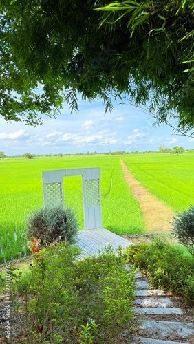 Green field of rice plant and blue sky. Summer in Thailand.