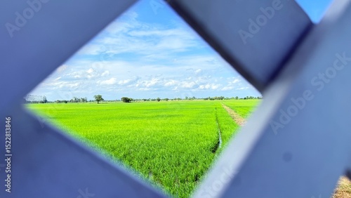 Window with Green field of rice plant and blue sky. Summer in Thailand.