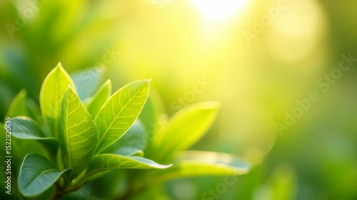 Fresh green leaves illuminated by sunlight in a natural setting  