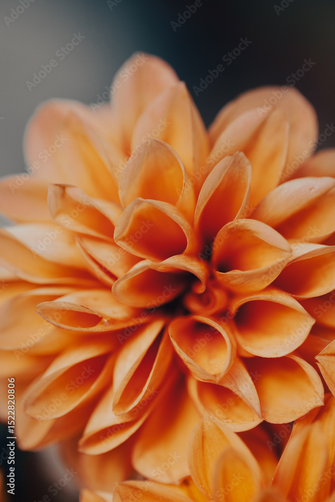 Fototapeta premium Bright orange flowers with layered petals