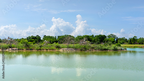 A panoramic view of a bird island rookery with many birds nesting and perching in the trees. The rookery is surrounded by water in a pond at the Delores Fenwick Nature Center in Pearland, Texas.