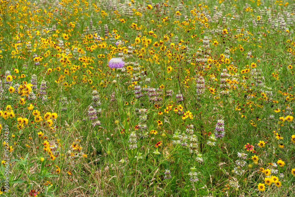 Obraz premium A roadside field of native Texas wildflowers, including tickseed, spotted beebalm, Indian blanket, and American basketflower.
