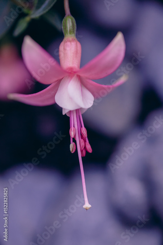 Wallpaper Mural Colorful fuchsia flowers open their delicate petals towards the soft light Torontodigital.ca