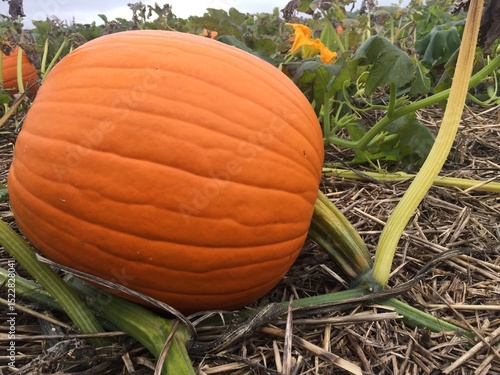 pumpkin on a field 2