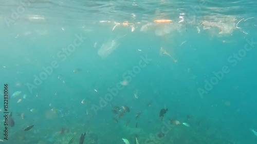 Wallpaper Mural Snorkeling with shoals of fish feeding in ocean currents with masses of plastic waste drifting on water surface in tropical island destination Torontodigital.ca