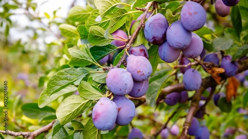 Wallpaper Mural Ripe Purple Plums Hanging On Tree Branches In Bright Green Leafy Orchard Torontodigital.ca
