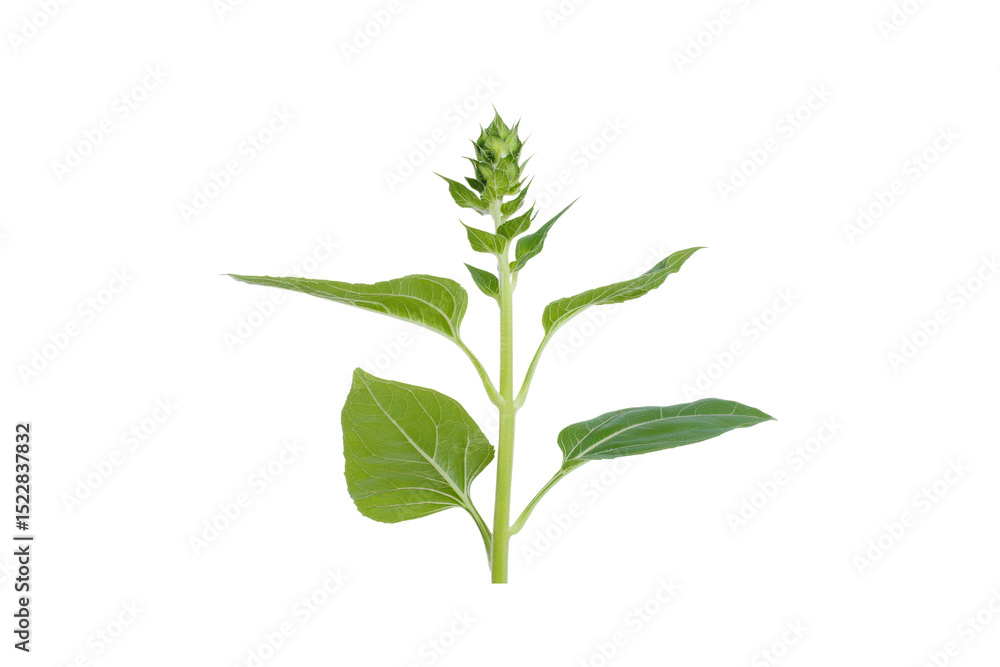 Fototapeta premium Young Sunflower Sprout: A vibrant young sunflower plant, showcasing its tender green leaves and tightly closed bud, poised for growth and blossoming.