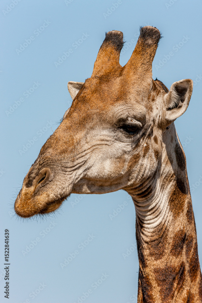Obraz premium South Africa, Kruger National Park, Giraffe (Giraffa camelopardalis)