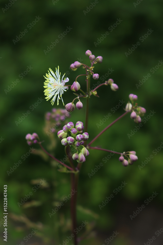 Thalictrum aquilegifolium in bloom with fluffy white flowers in the iotalian countryside on late springtime Thalictrum aquilegifolium in bloom with fluffy white flowers in the iotalian countryside on late springtime