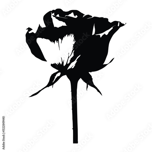 Elegant black and white rose silhouette isolated on a clean white background