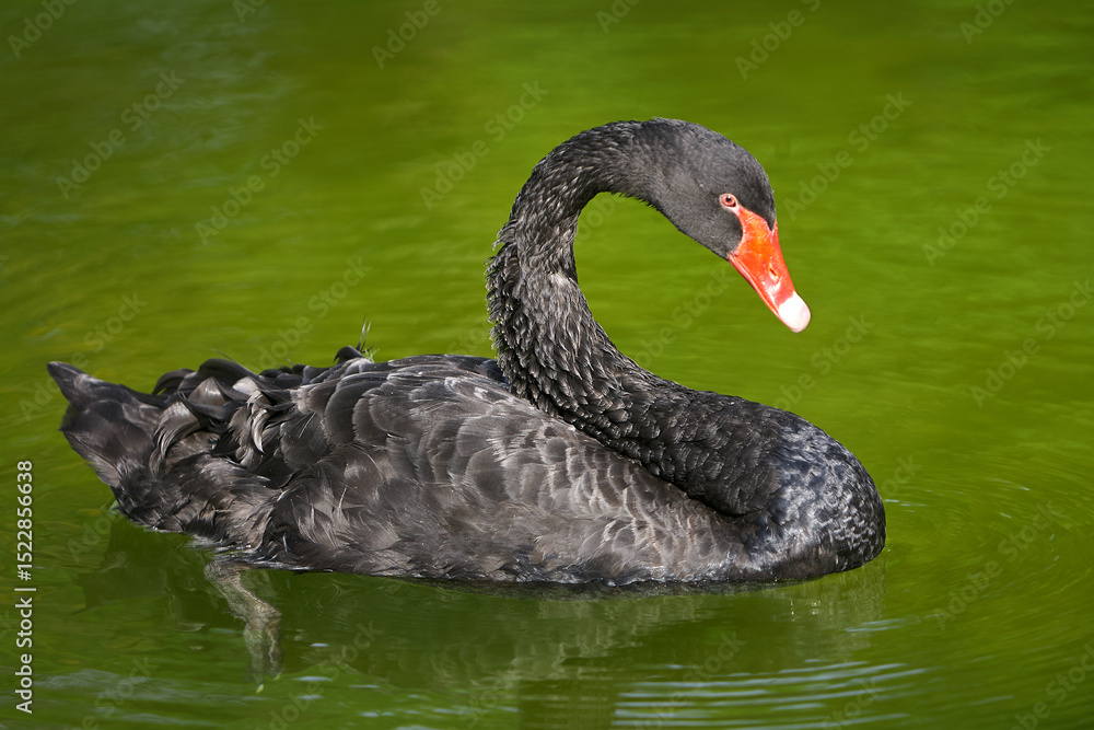 Fototapeta premium The rare elegance of the black swan, perfectly at home in peaceful waters