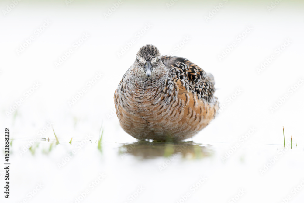 Fototapeta premium A long-billed dowitcher (Limnodromus scolopaceus) foraging in a meadow.