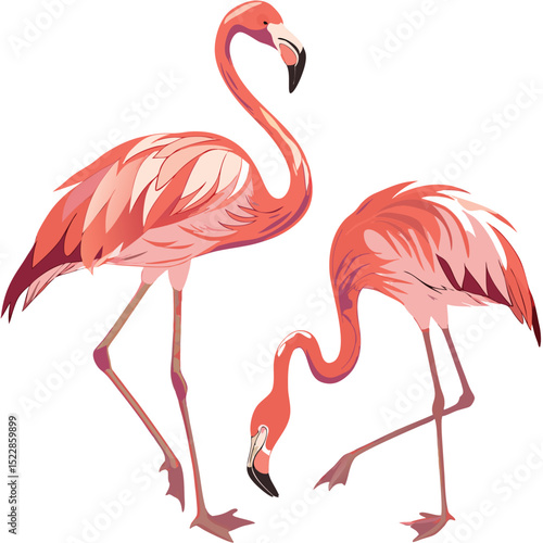 Flamingo elegance vibrant pink feathers slender legs bird avian fauna animal nature exotic vector