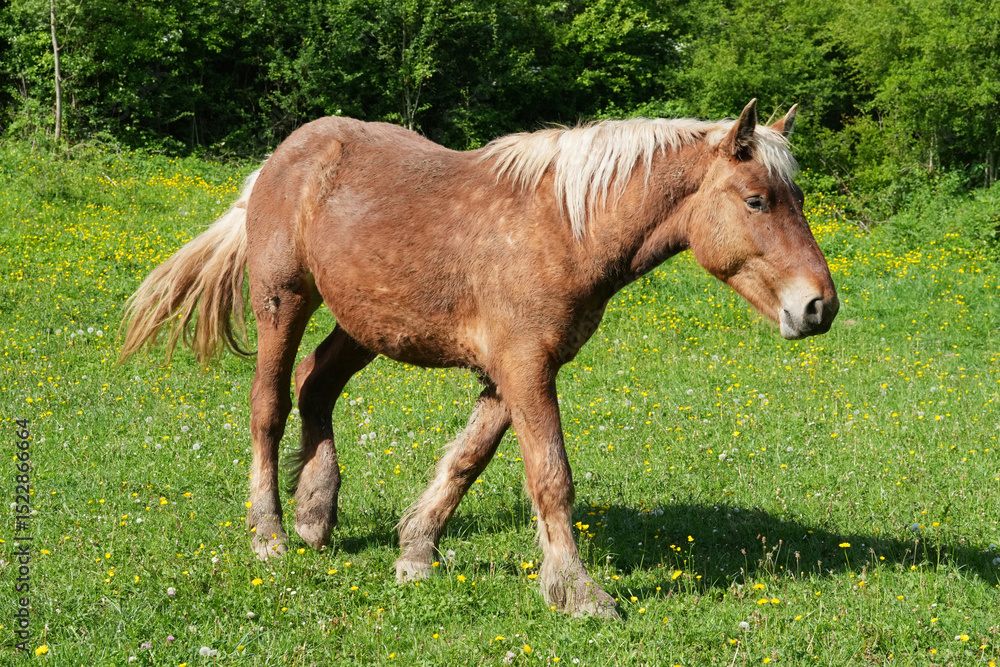 Obraz premium Comtois-Pferd auf einer Weide in Frankreich