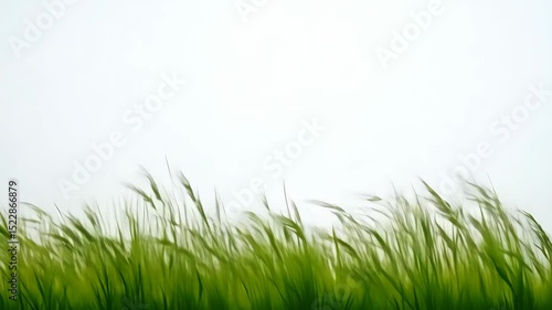 green grass blowing in wind isolated on white background natural field plant motion soft breeze countryside