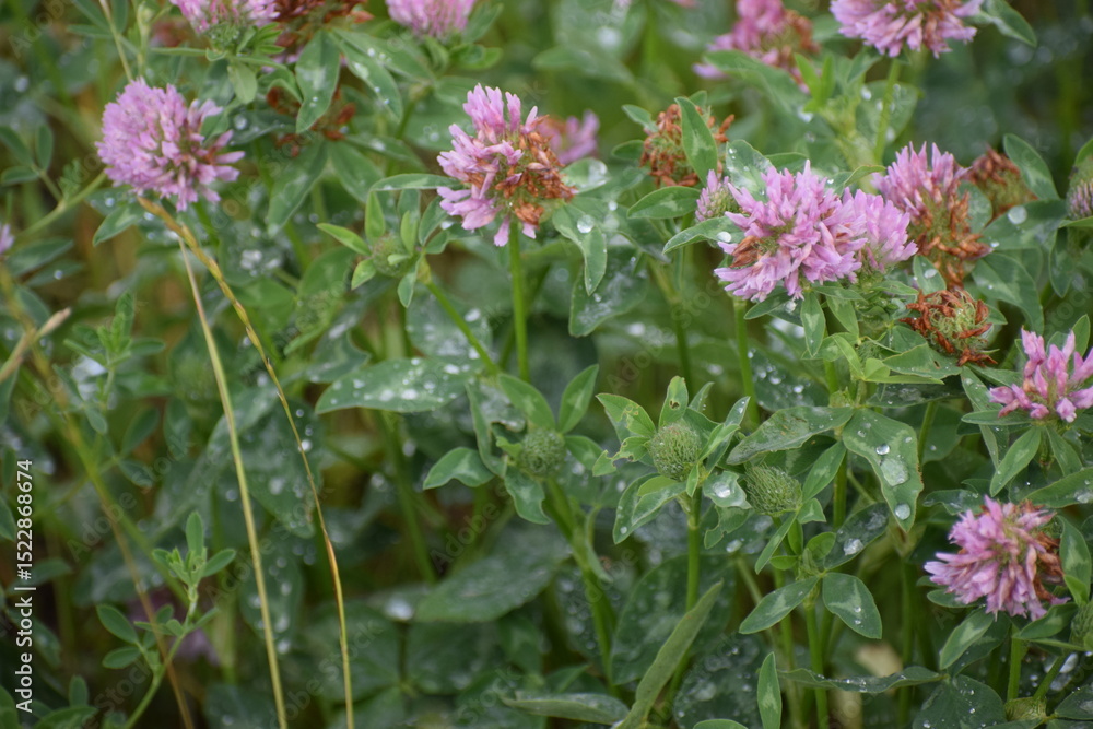Fototapeta premium pink flowers in the garden