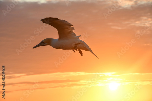 Basstölpel im Sonnenuntergang