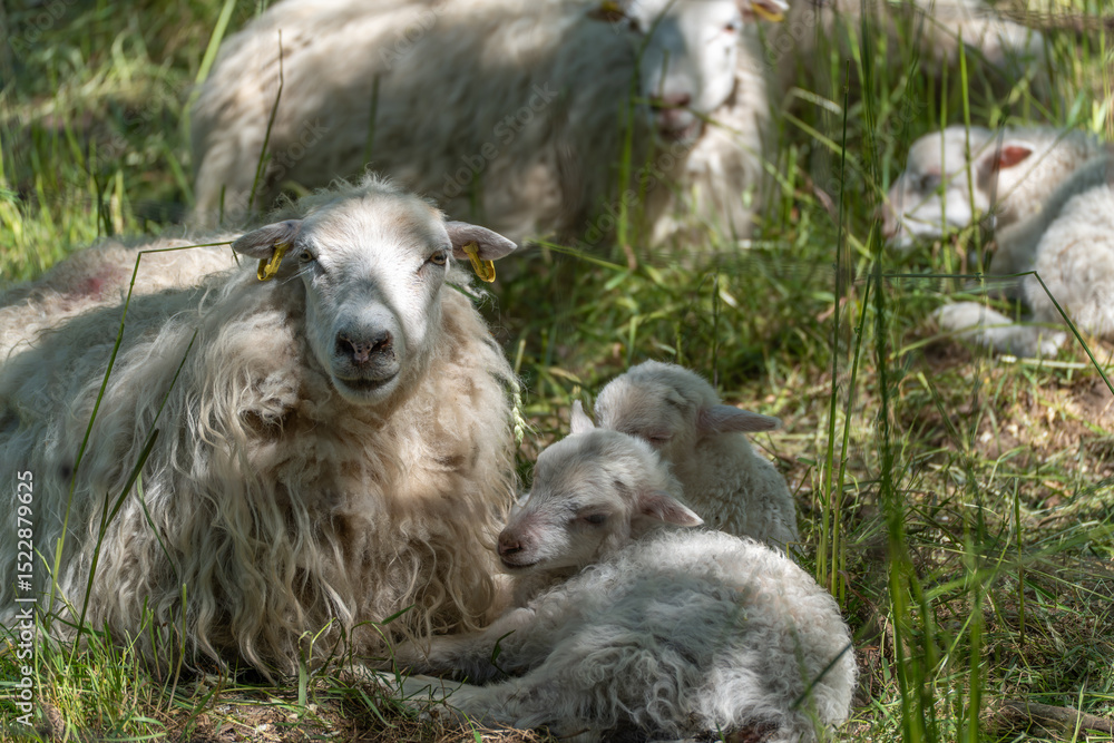 Fototapeta premium Ewe with two resting lambs. A ewe lies in the shade with two young lambs snuggled close to her. The scene exudes security and familial warmth.