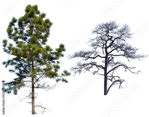 Wallpaper Mural Pine trees isolated on white background. Torontodigital.ca