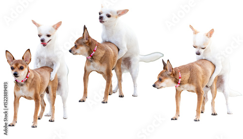 Photography Set of images of chihuahua dogs mating on a white background.