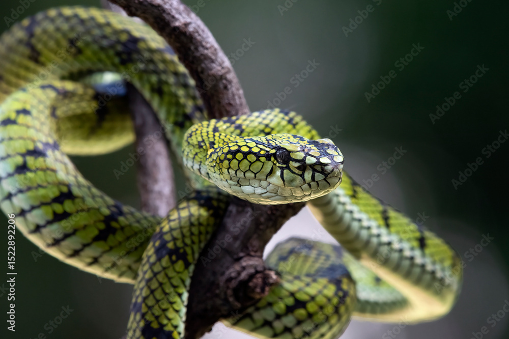 Fototapeta premium Beautiful close up of a Trimeresurus sumatranus 