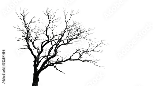 Black silhouette of a charred tree with transparent background, ideal for photo manipulations or graphic design projects requiring a stark and dramatic element