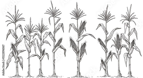 Cornfield Drawing Illustration of Corn Stalks