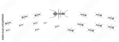 Ants trail lines of working ants on white background Groups of insect marching or walking
