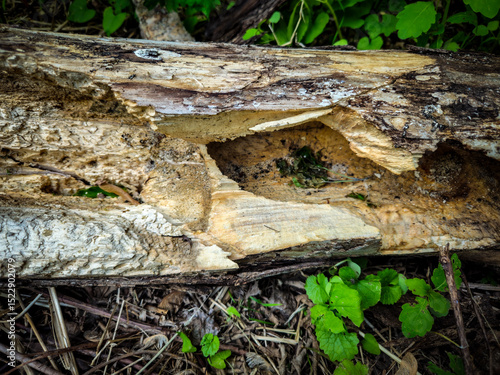Wallpaper Mural close-up of a fallen tree trunk with a hole and signs of decay and damage from insects. woodland background on the forest floor. Torontodigital.ca