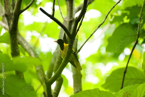 black headed oriol bird sitting on a high perch