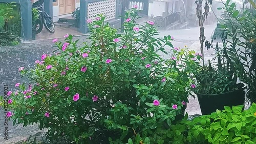 flowers moving in the rain
