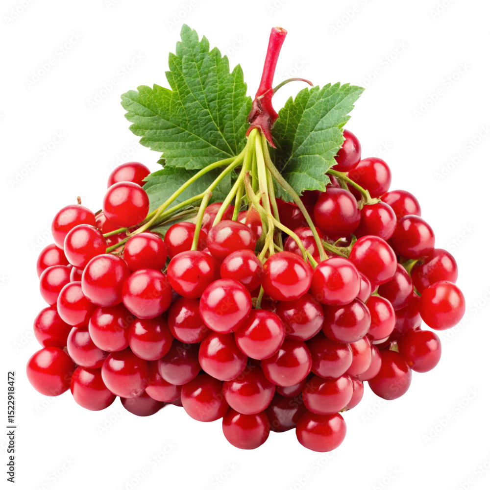 Fototapeta premium red currant isolated on white background