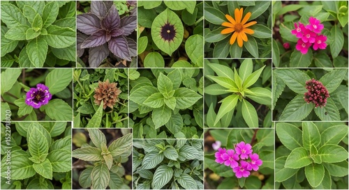 Botanical Diversity: Urban Garden Leaves & Flowers
