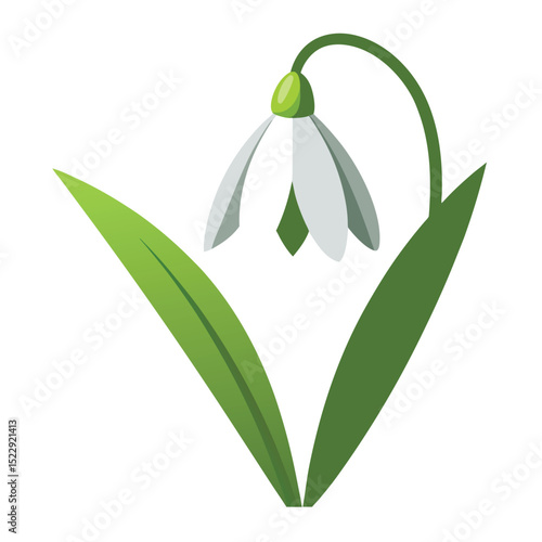 snowdrop on white background (1)