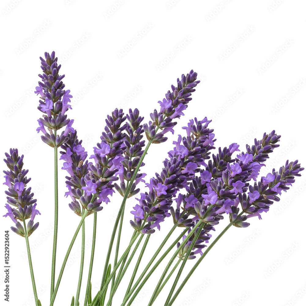 Obraz premium lavender isolated on white background