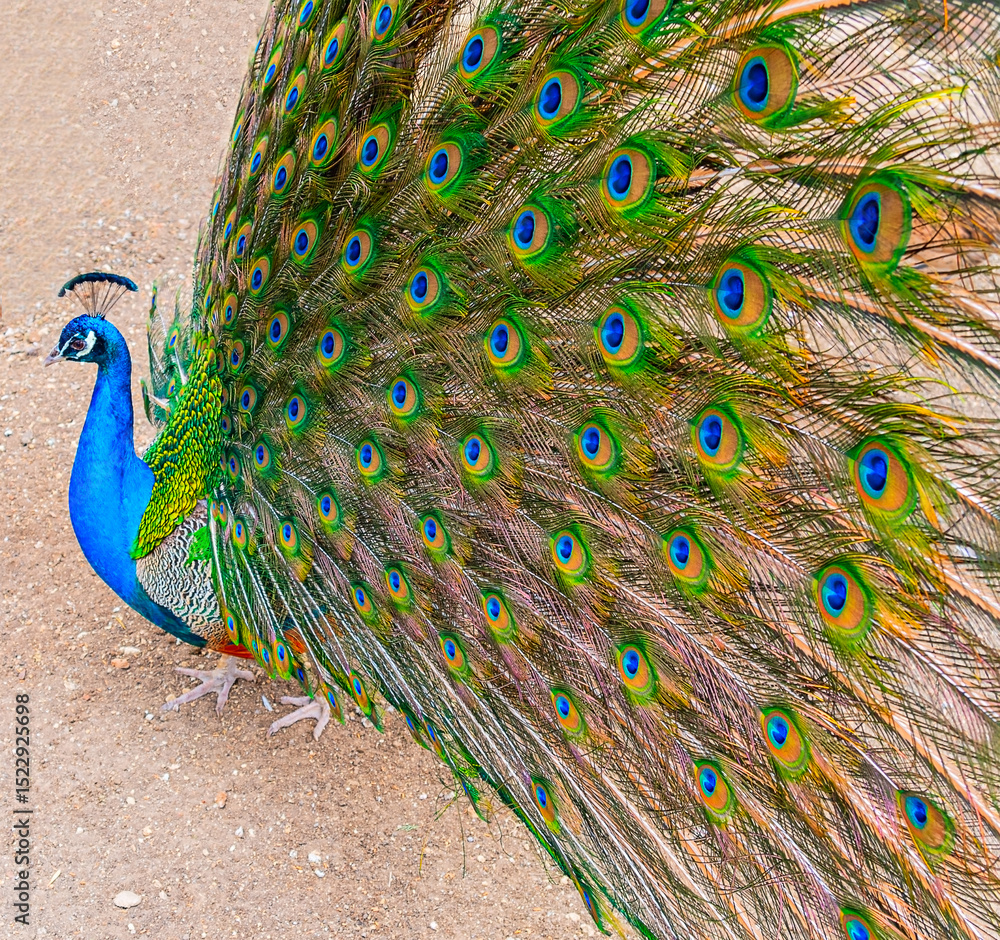 Obraz premium Beautiful Peacock at the zoo