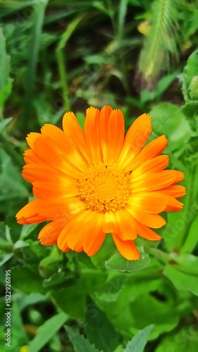 orange flower on green background