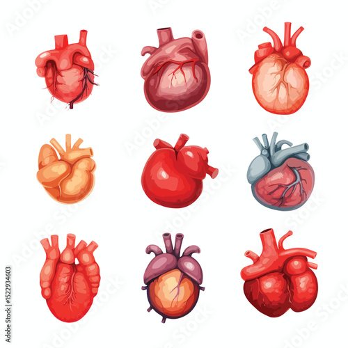 Detailed poster illustration of realistic human heart organs for medical education