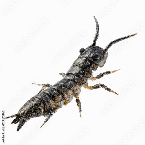 Detailed Close-Up of a Collembola (Springtail)