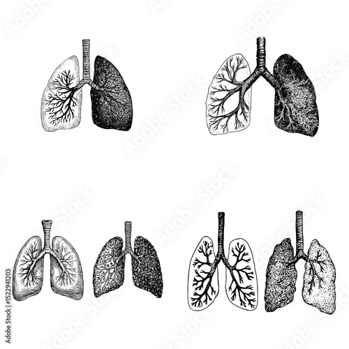 Vintage hand-drawn illustration of human lungs anatomy in black and white, showing bronchial tree and respiratory system, suitable for medical and educational use.

