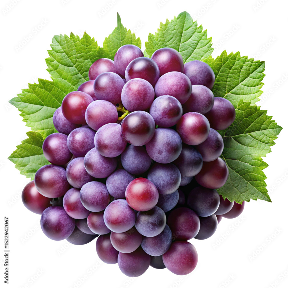 Fototapeta premium bunch of grapes on a vine