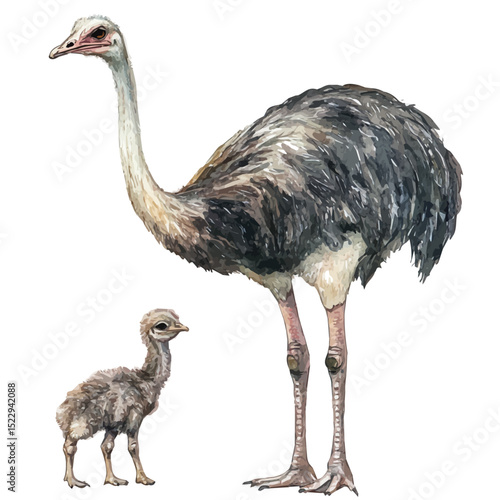 watercolor of A Mother Ostrich With Her Kid, vector high quality, isolated on a white background.