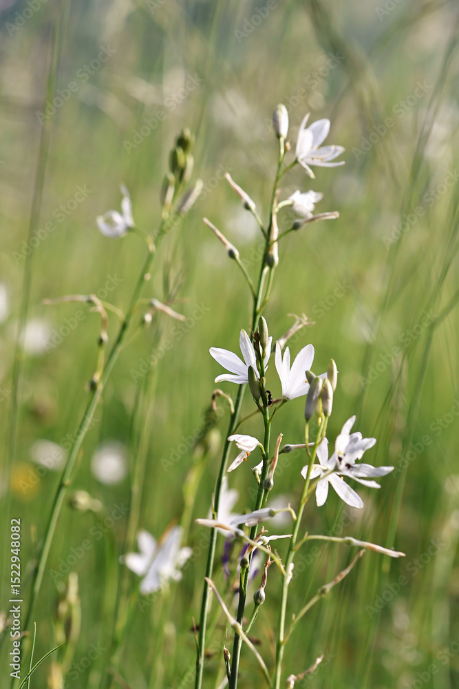 Fototapeta premium Anthericum liliago flower in its natural habitat, bathed in warm evening light. 